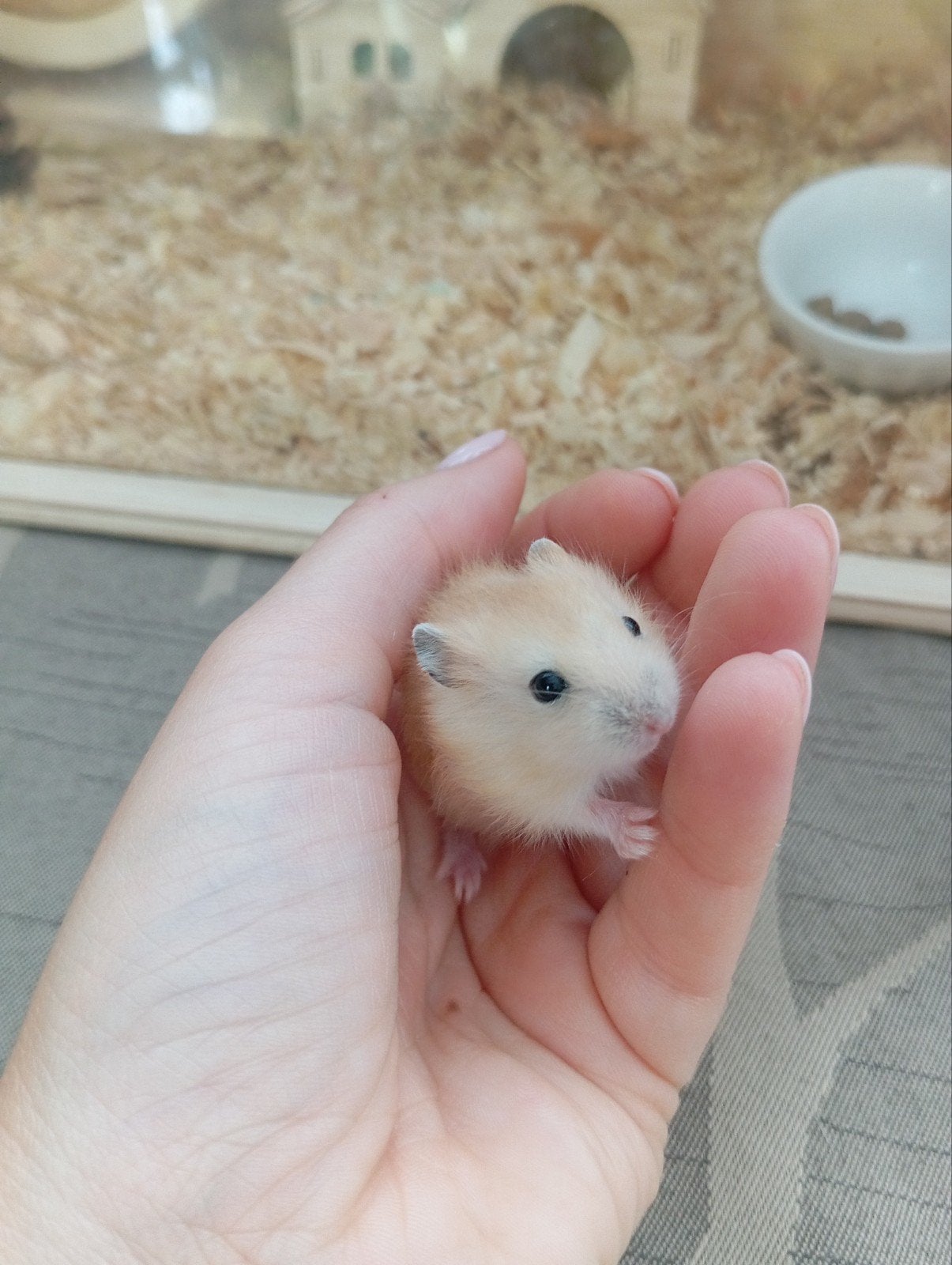 rusische dwerghamster, Dieren en Toebehoren, Knaagdieren, Augustus, Meerdere dieren, Hamster