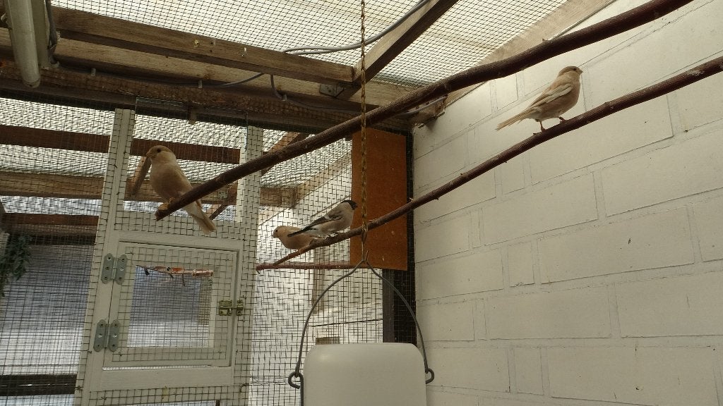 Noordse goudvinken, Plusieurs animaux, Oiseau chanteur sauvage, Bagué