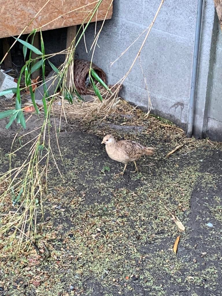 Trio goudfazant 2025, Dieren en Toebehoren, Pluimvee