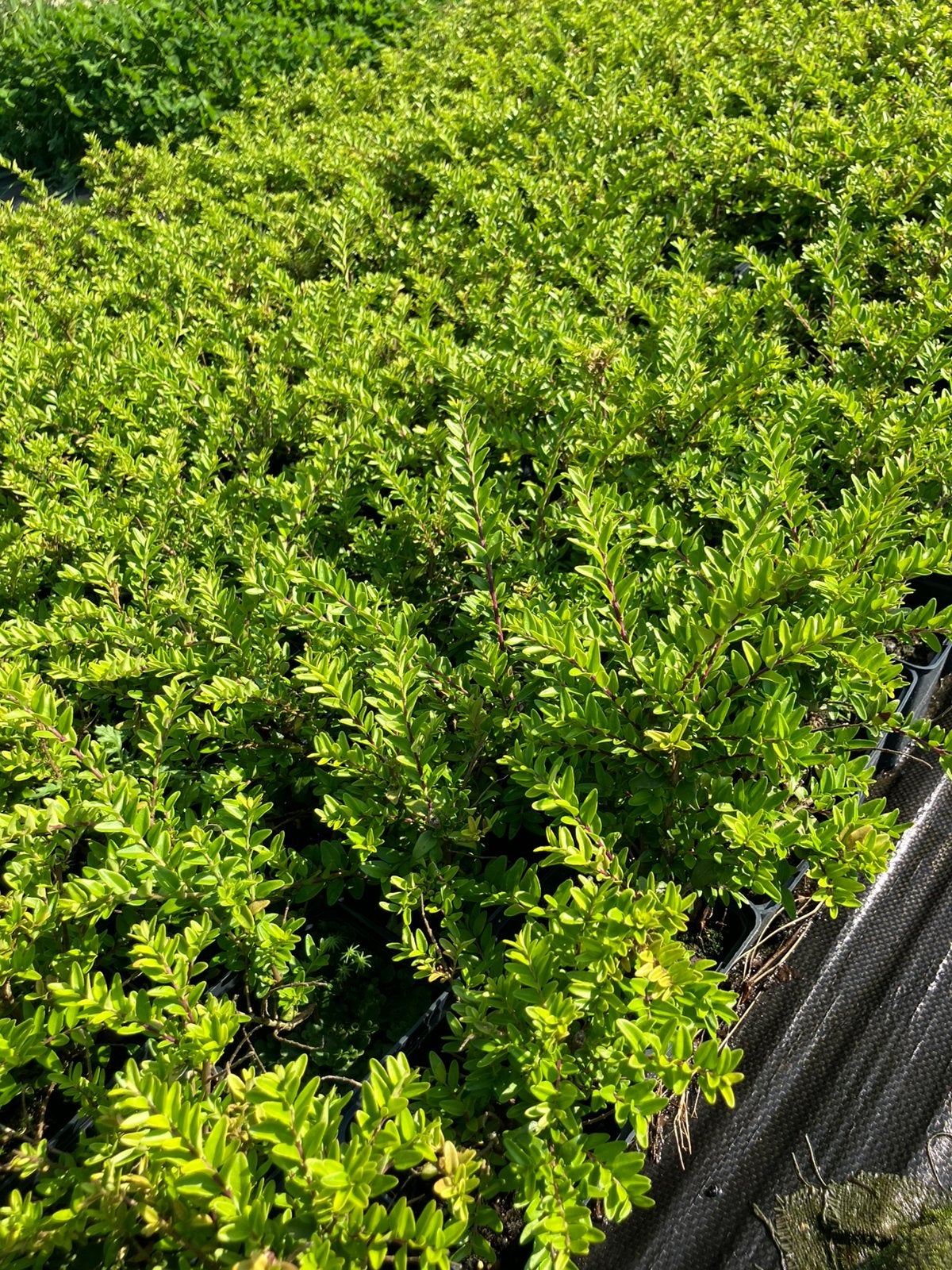 Lonicera nitida, Ophalen