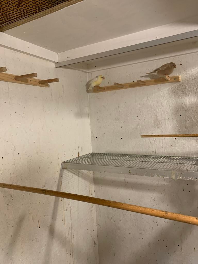 Goudvinken, Dieren en Toebehoren