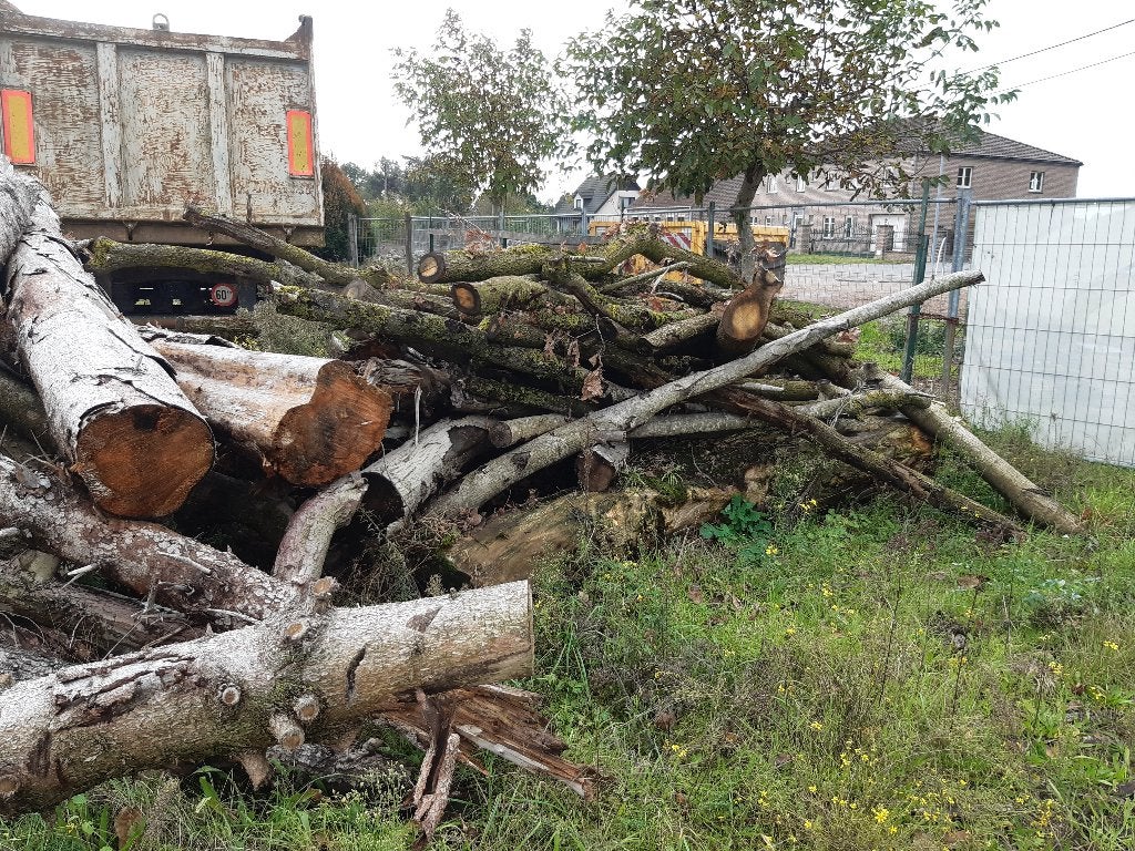 Brandhout op stam, Ophalen, Stammen