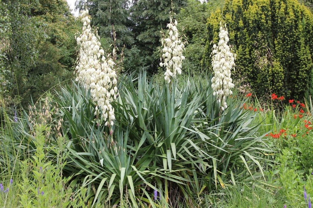 Gratis Yucca glauca, Tuin en Terras, Volle zon, Vaste plant, Herfst, Ophalen
