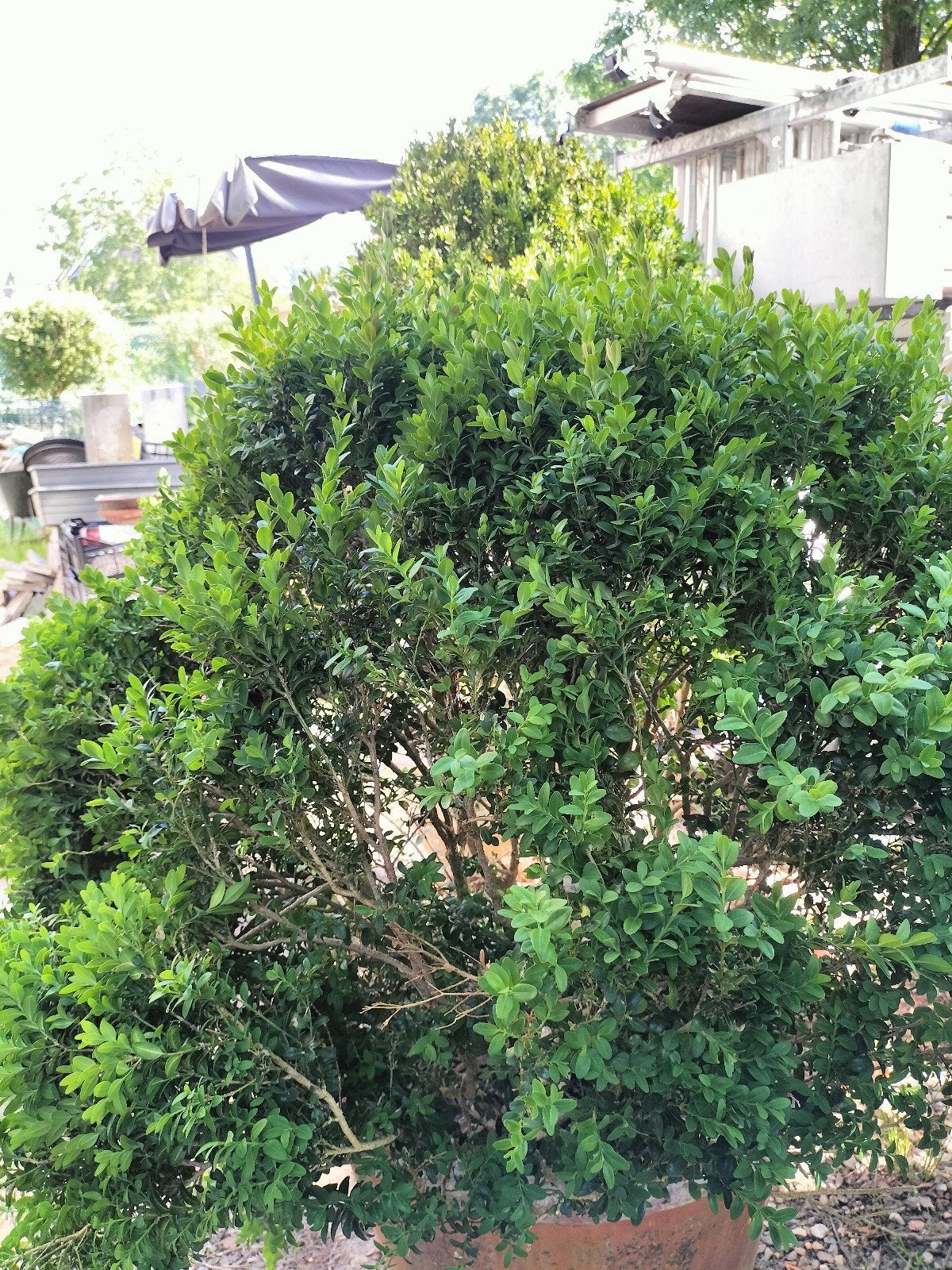 Jaren oude buxus struiken, Tuin en Terras, Ophalen, Buxus, Struik