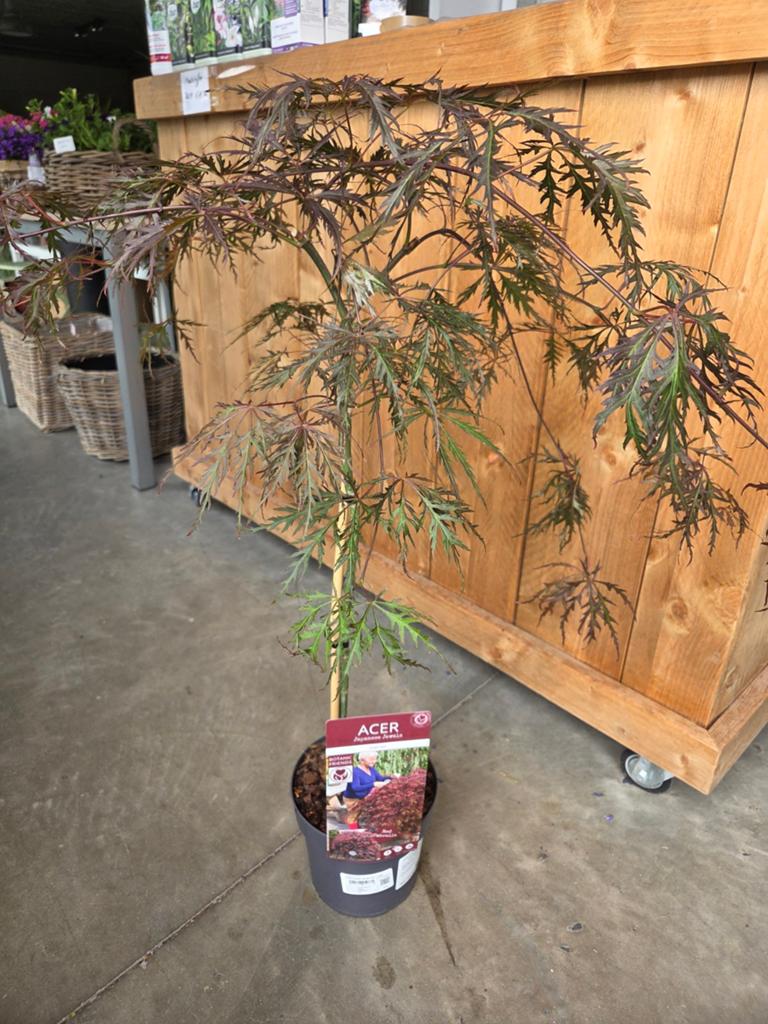Acer Palmatum Granet, Ophalen