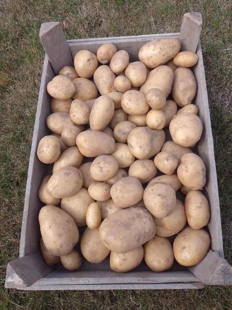 BIO aardappelen MELODY (nieuwe oogst), Enlèvement