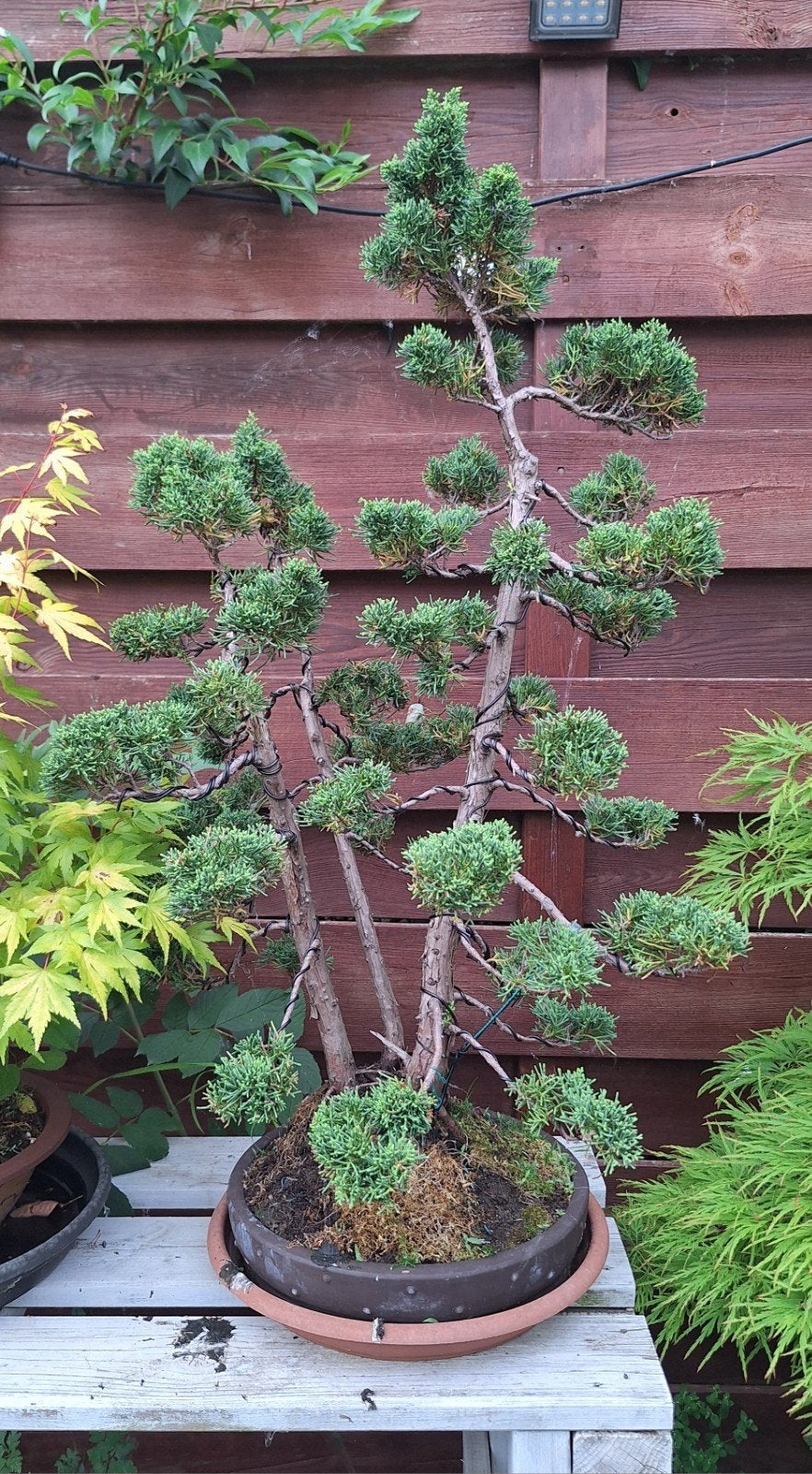 Mooie bonsai juniperus te koop, Ophalen