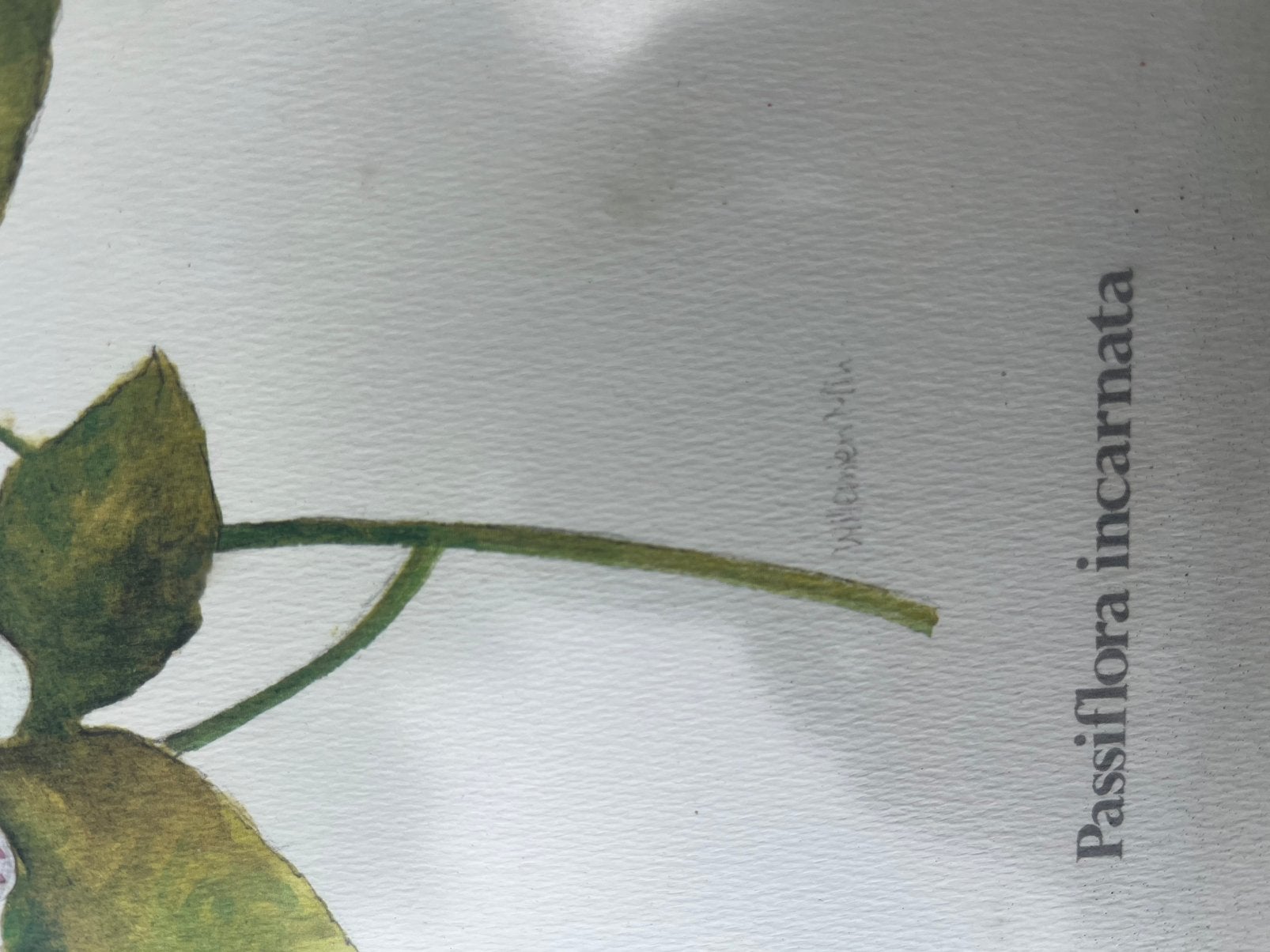 Deze botanische aquarelillustratie door  Willemien., Boeken, Ophalen of Verzenden, Gelezen, Schilder- en Tekenkunst