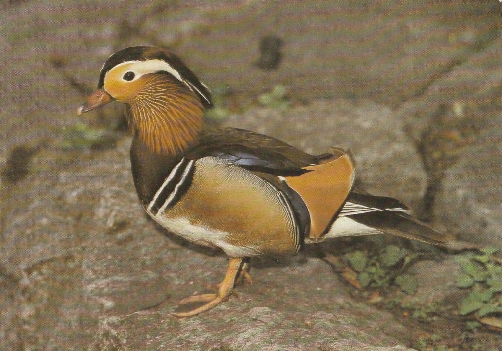 MANDARIJNEEND, Verzenden, Ongelopen, Vogel