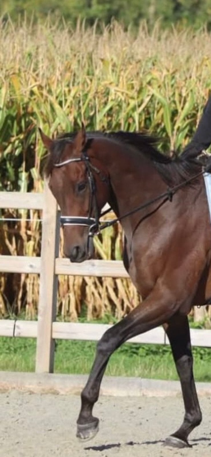 Lieve Ruin 7 j ( klein projectje), Animaux & Accessoires, Chevaux, Hongre, B, 165 à 170 cm, 7 à 10 ans, Cheval de récréation, Avec pedigree