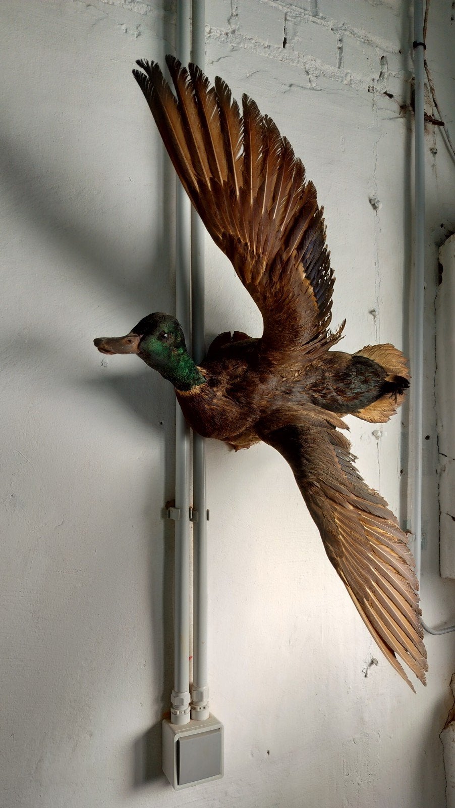 Taxidermie eend, Ophalen