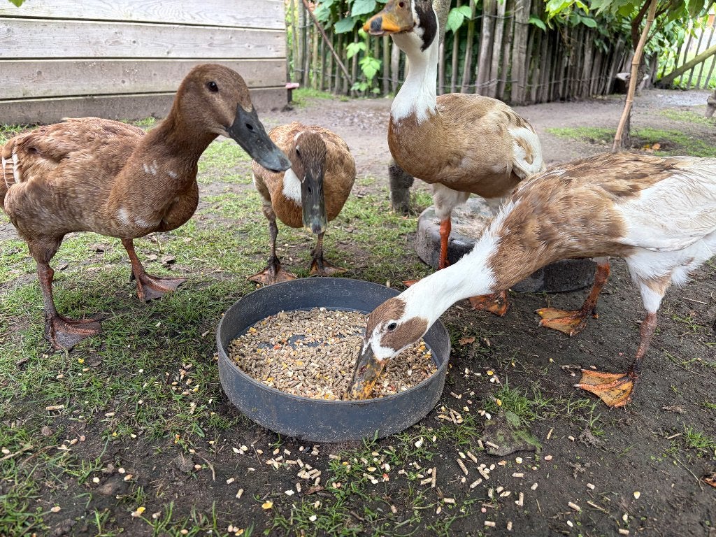 Indische loopeenden, Dieren en Toebehoren, Pluimvee, Meerdere dieren, Eend