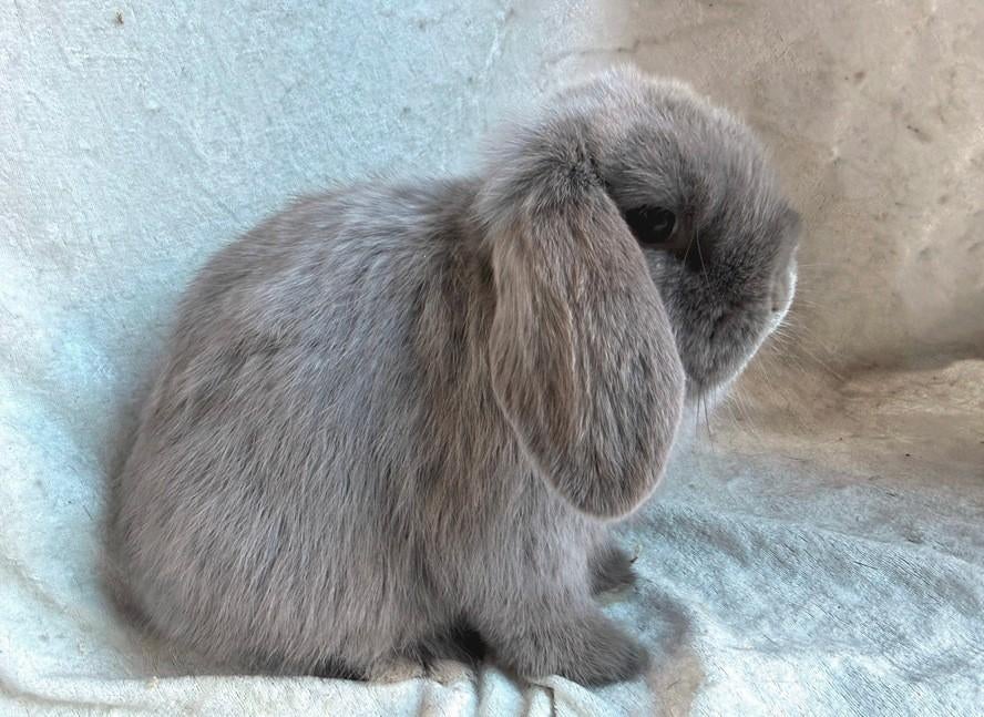 Prachtig mooi super lief raszuiver jong Minilop voedstertje, Femelle, Petit, Oreilles tombantes, 0 à 2 ans