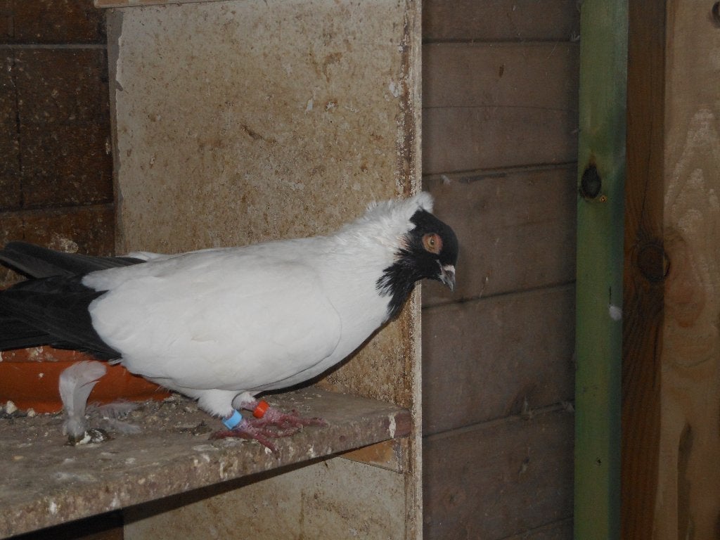 duits nonnetje, Autres espèces