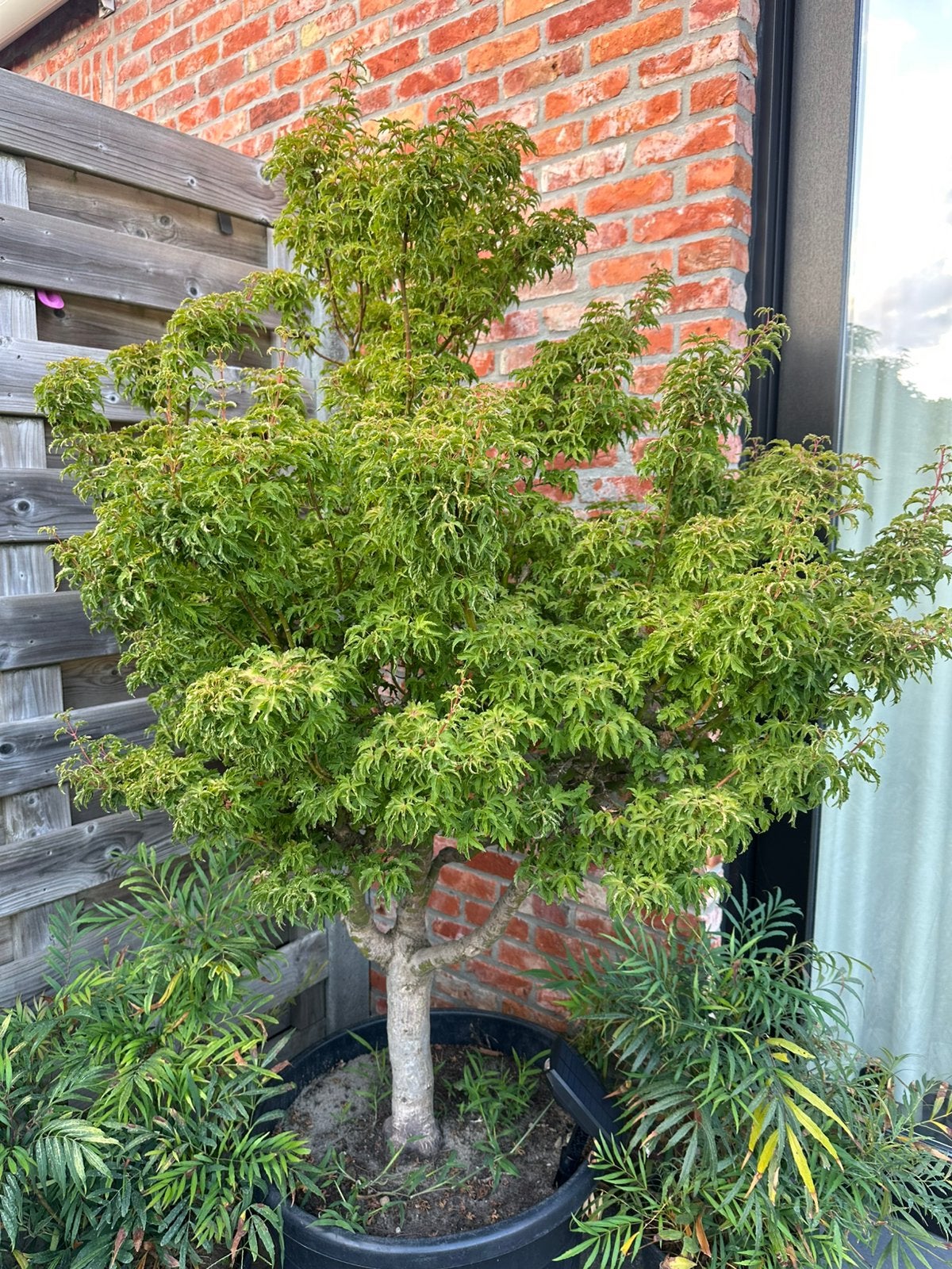 Japanse esdoorn/ Acer shishigashira, Tuin en Terras, Planten | Bomen, Ophalen