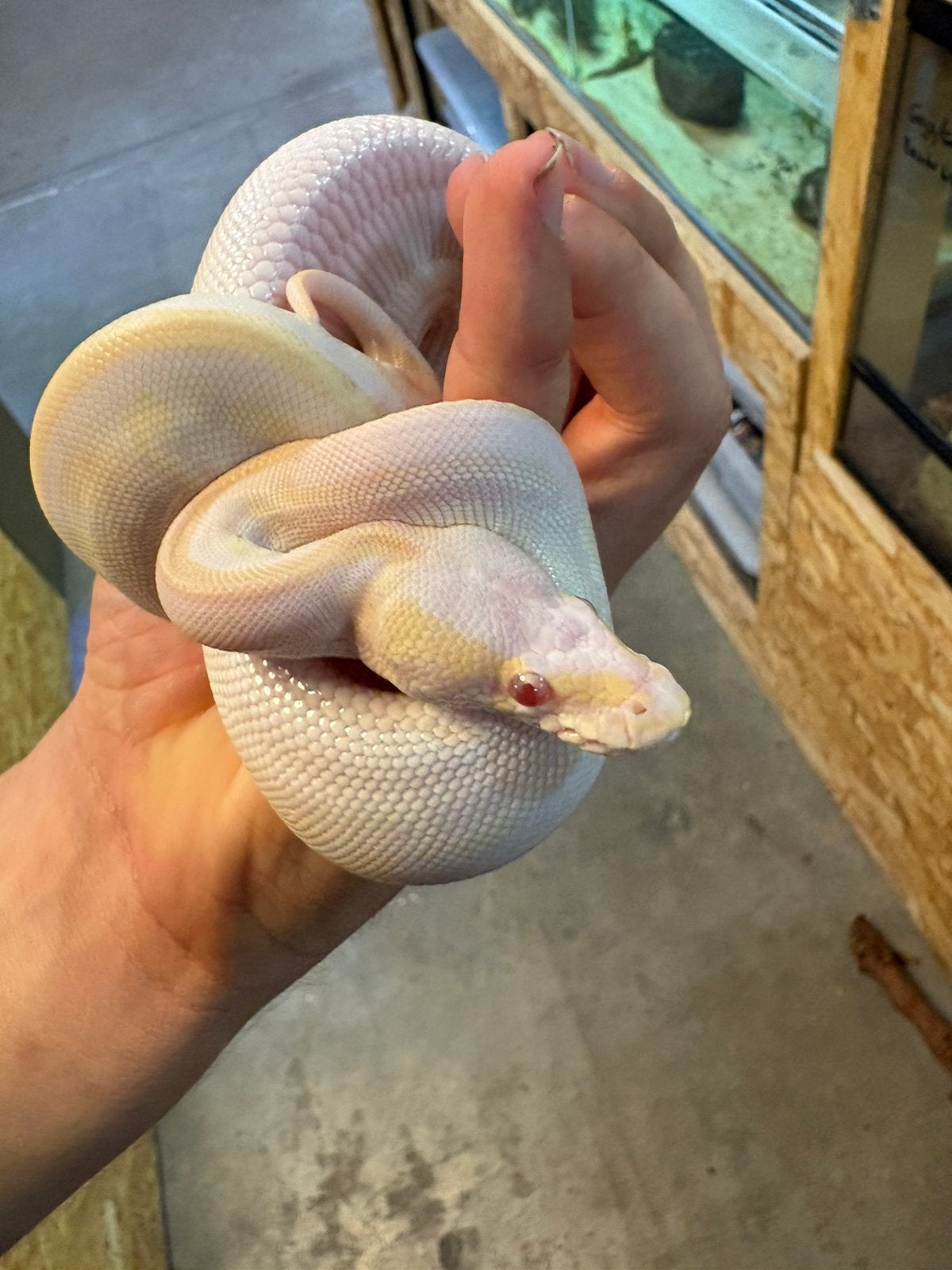Koningspython morph albino karma Ball Python photo 4