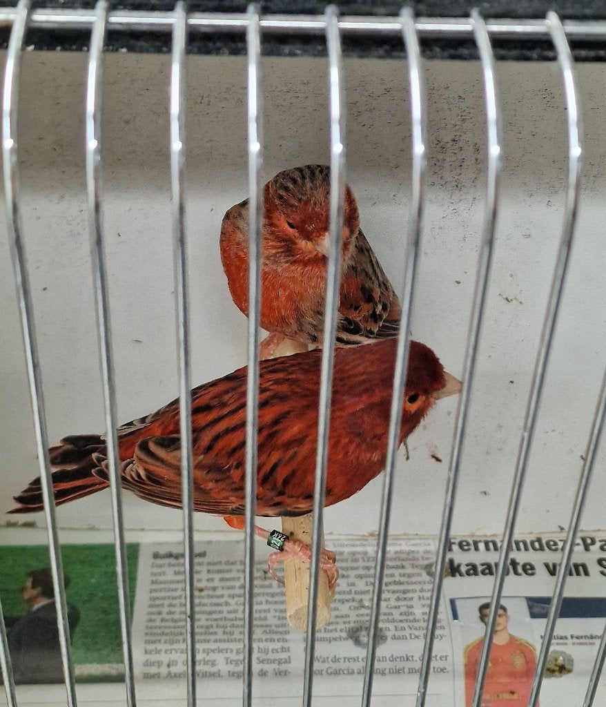 Koppel agaat rood split topaas, Dieren en Toebehoren, Meerdere dieren, Kleurkanarie
