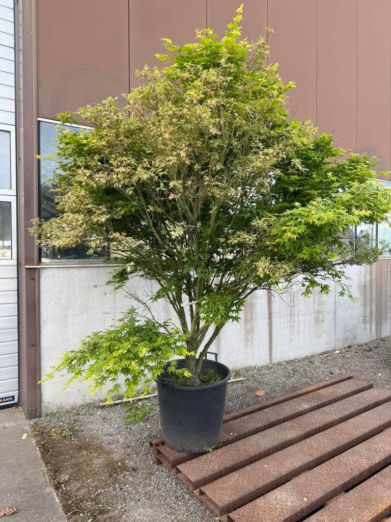 Esdoorn / acer, Enlèvement
