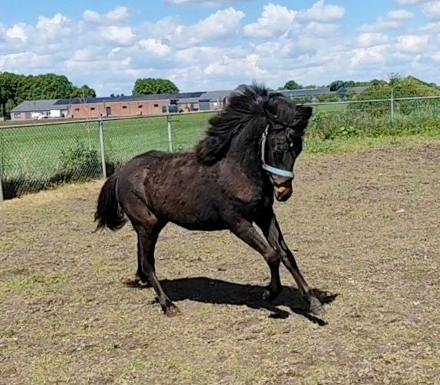 Mega schattige en lieve appaloosa C pony !, Dieren en Toebehoren, Merrie, Springpony, 0 tot 2 jaar, C pony (1.27m tot 1.37m)