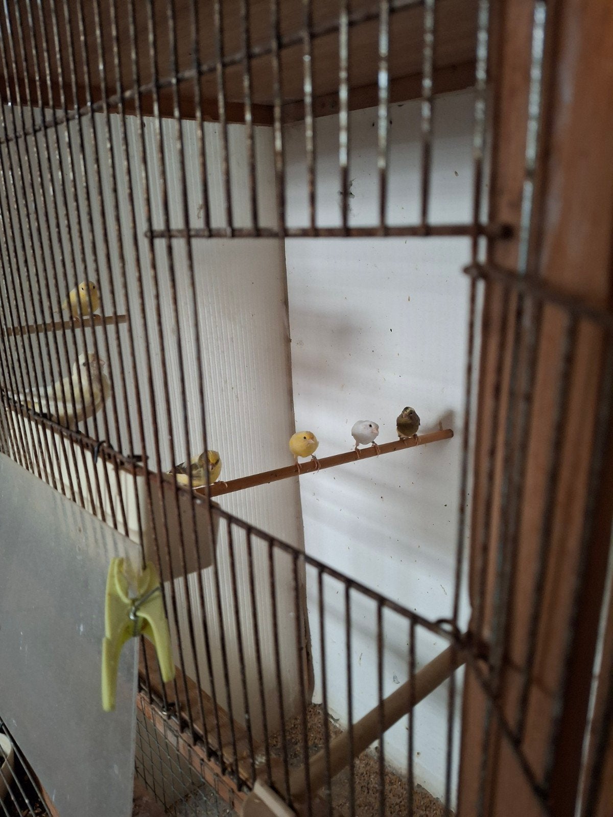 Raza Espagnola, Animaux & Accessoires
