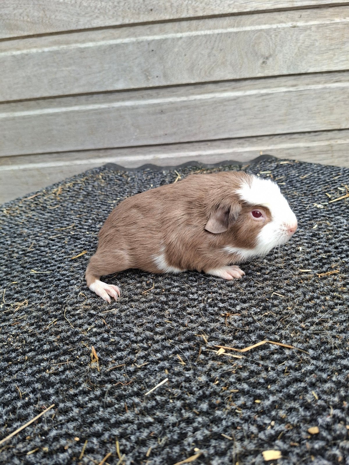 Enkele jonge cavias, Dieren en Toebehoren, Knaagdieren, Meerdere dieren, Cavia, Mei, Tam
