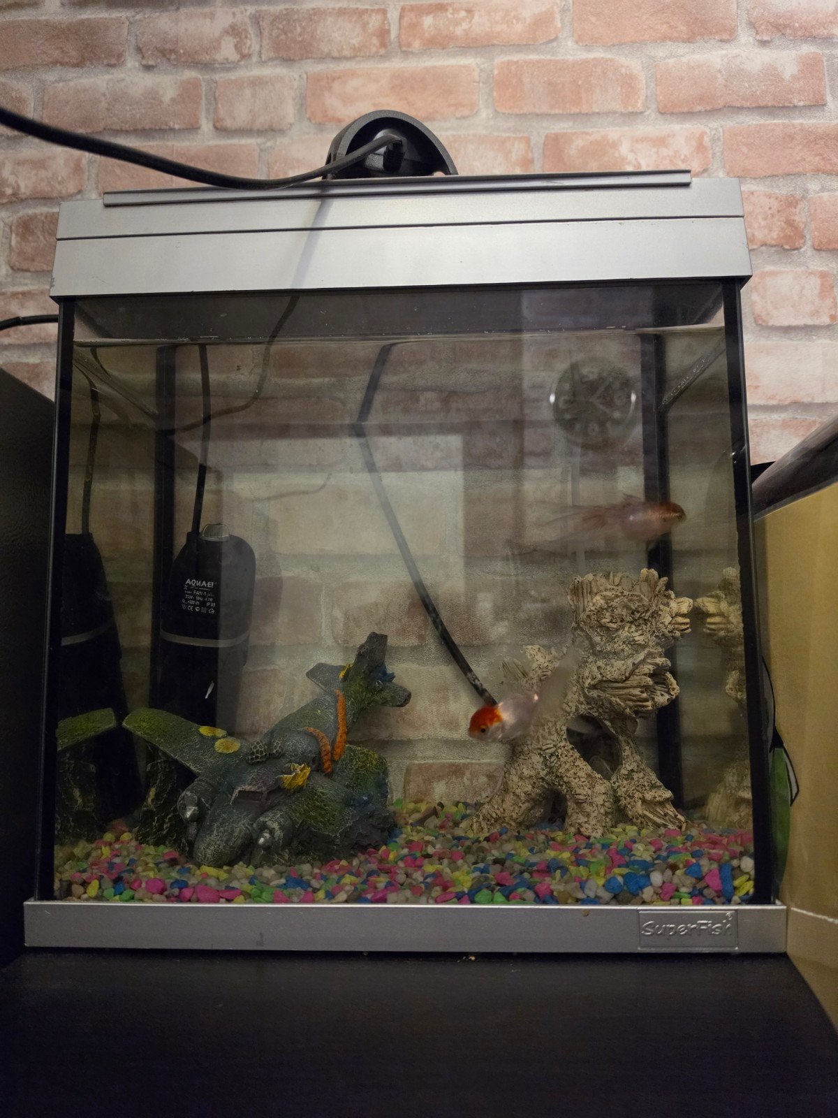 Aquarium met 2 sluiervisjes En toebehoren, Ophalen, Inclusief toebehoren