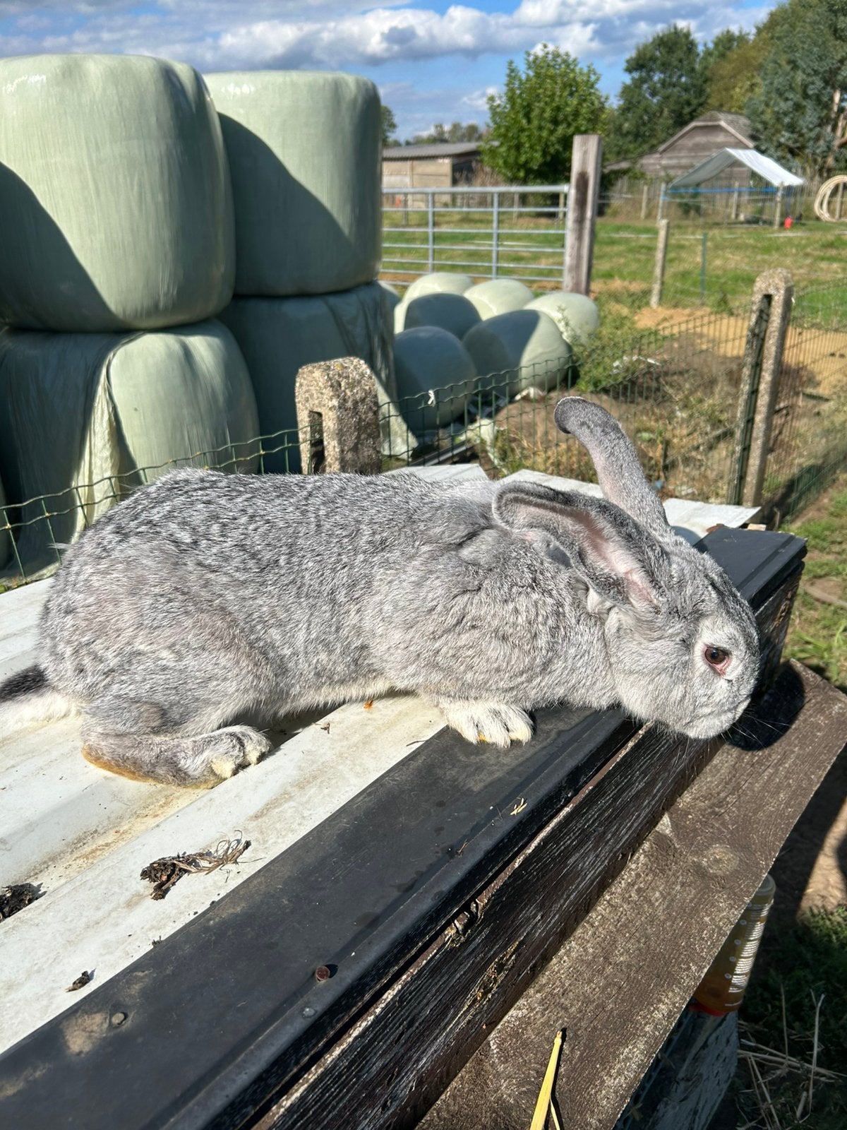 2 duitse reuzen te koop! (Voedsters), Dieren en Toebehoren, Vrouwelijk, Groot, 0 tot 2 jaar