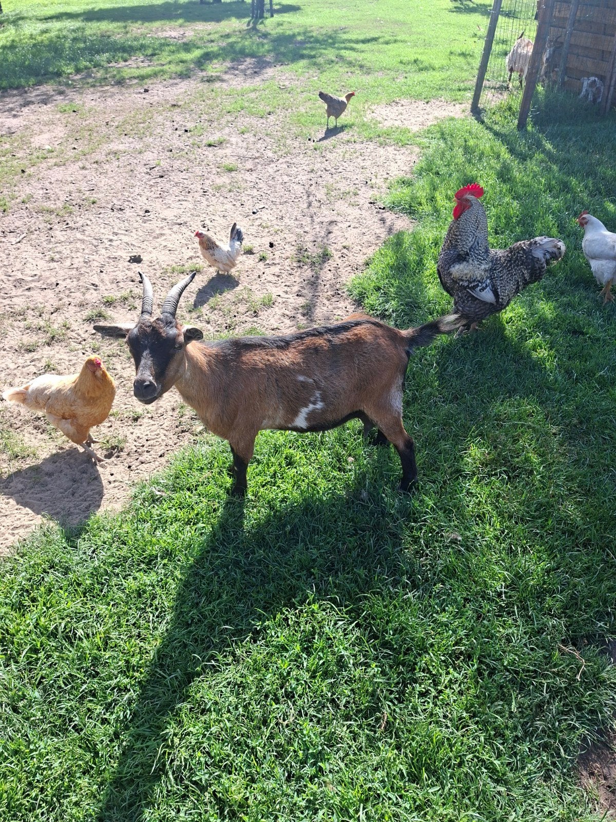 Geiten met lammetjes, Femelle, Chèvre, 0 à 2 ans
