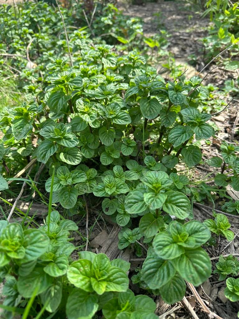 Mentha spicata (menthe verte) — Saveur très prononcée, Enlèvement