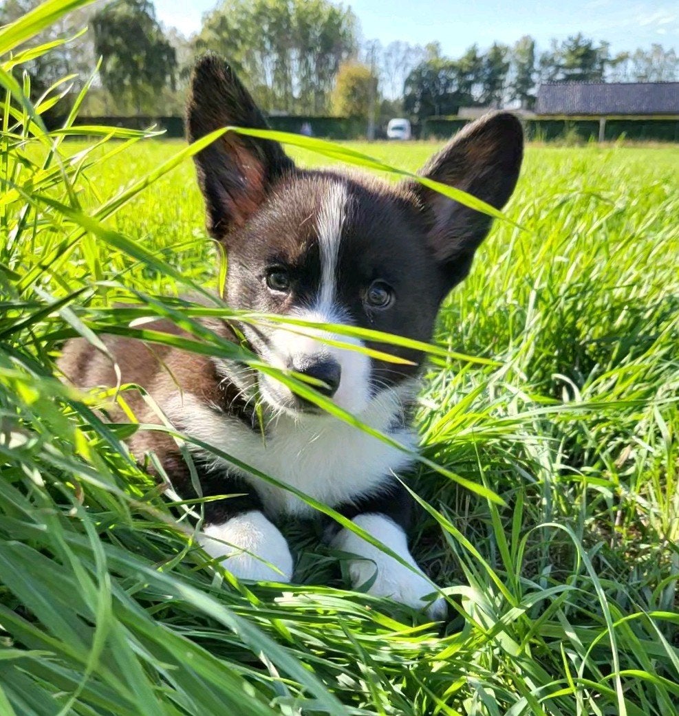 Cardigan Welsh Corgi Chiot/Chiot Corgi/Chiot Welsh Corgi, Animaux & Accessoires, Chien (mâle), Maladie de Carré (chiens), Autres races