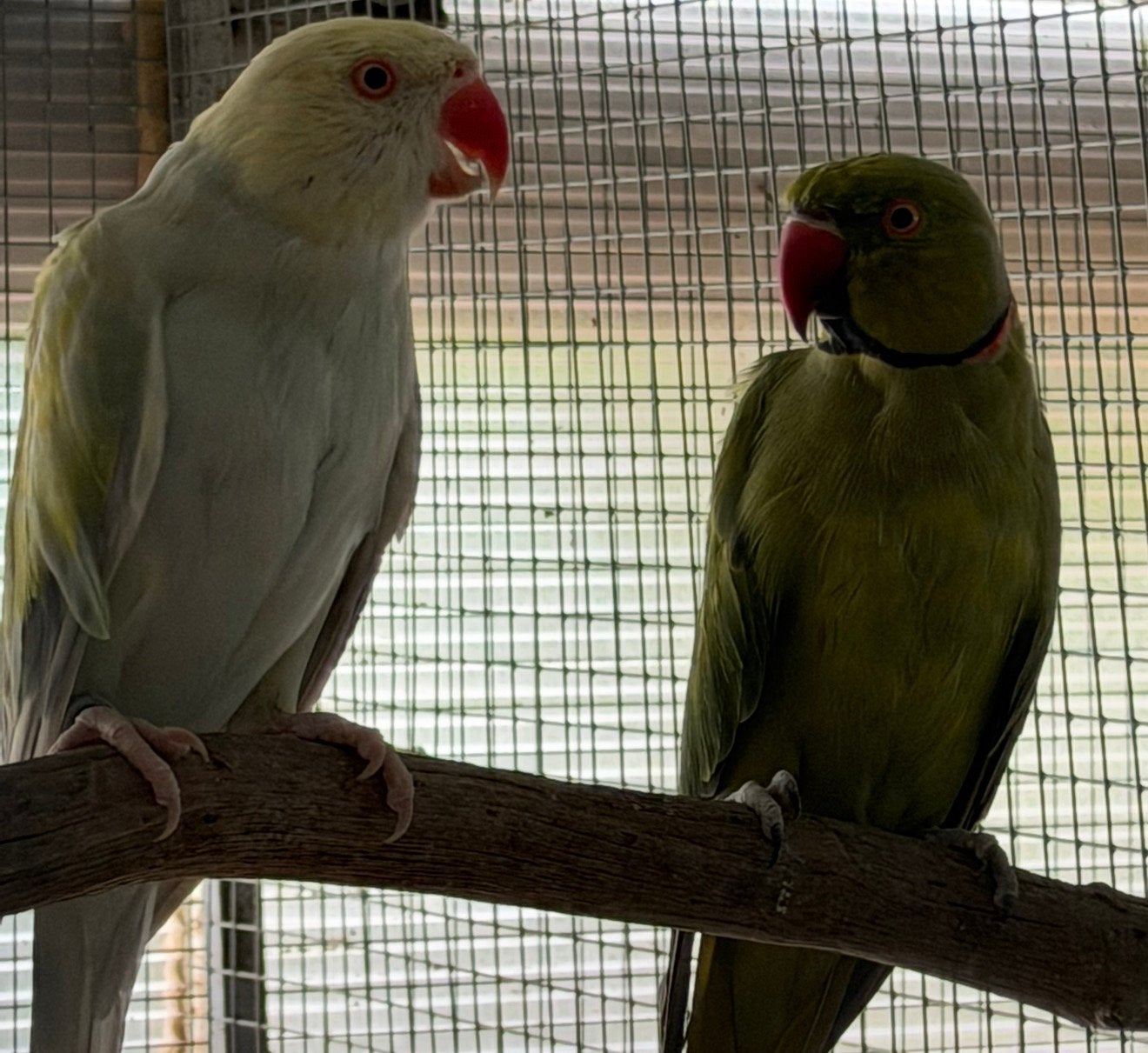 Couple perruche à collier porteur lutino, Animaux & Accessoires, Oiseaux | Perruches & Perroquets, Perruche, Mâle