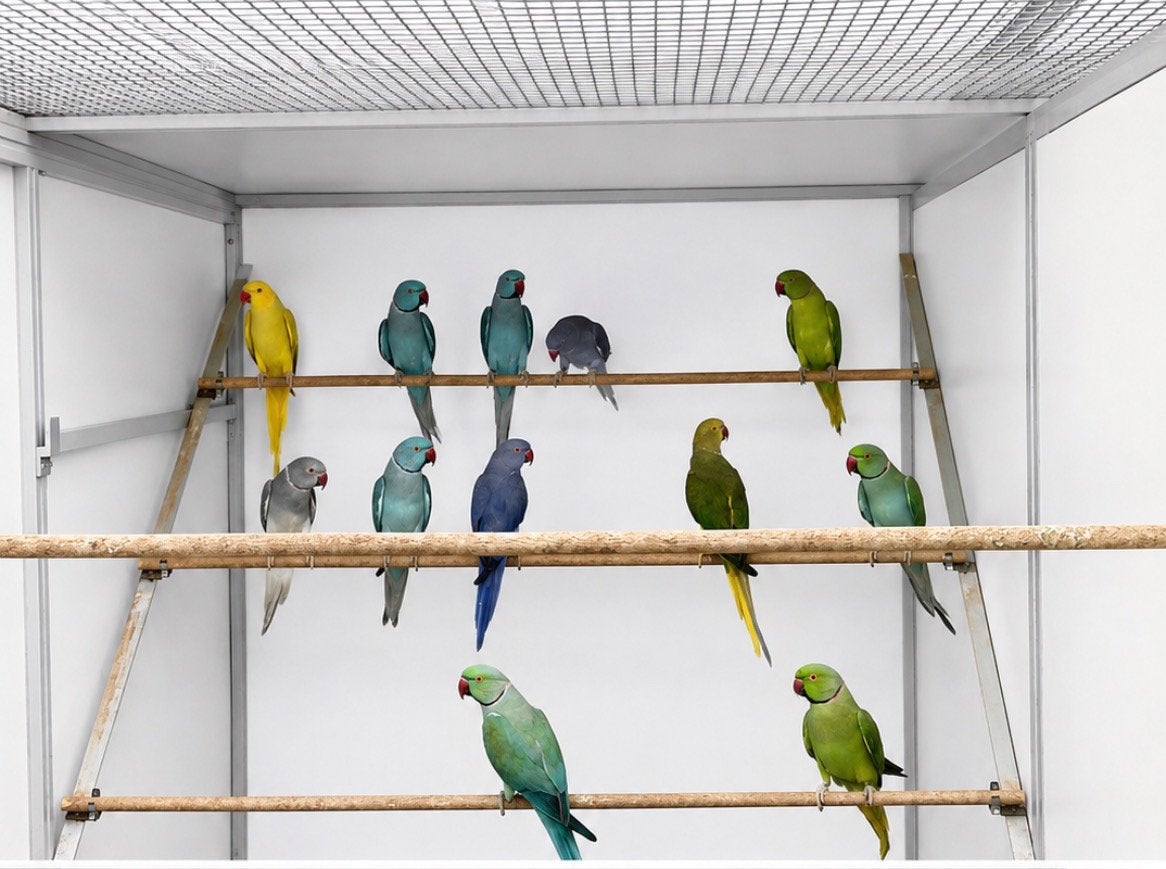 Halsbandparkieten kweekkoppels, Dieren en Toebehoren, Vogels | Parkieten en Papegaaien