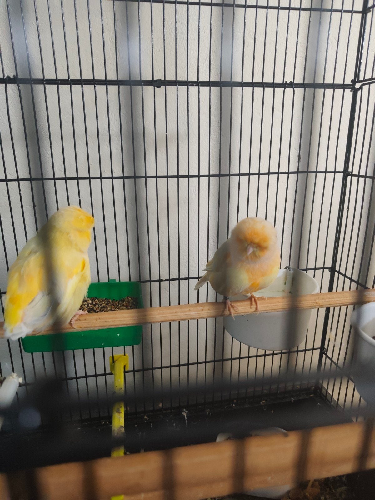 Couple de canaris de Norwich