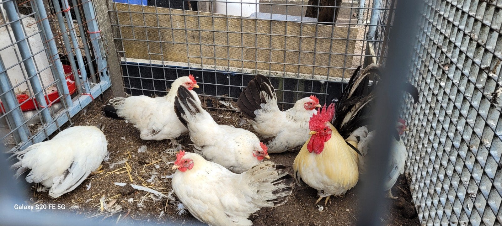 chabos zwartstaart, Dieren en Toebehoren, Pluimvee