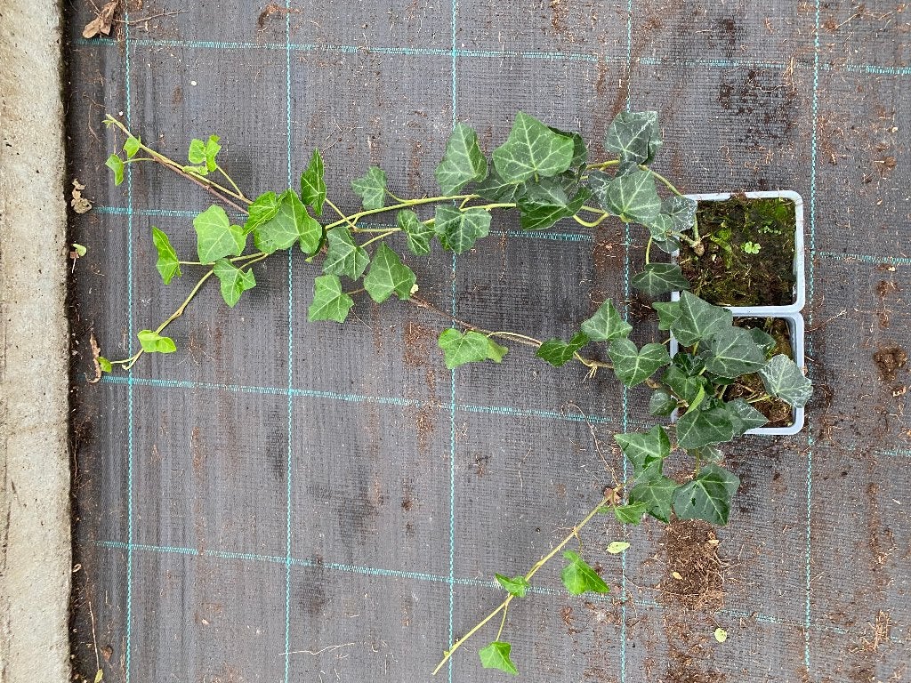 Hedera hibernica/ Hedera helix, Jardin & Terrasse, Enlèvement, Plante fixe, Couvre-sol, Plein soleil