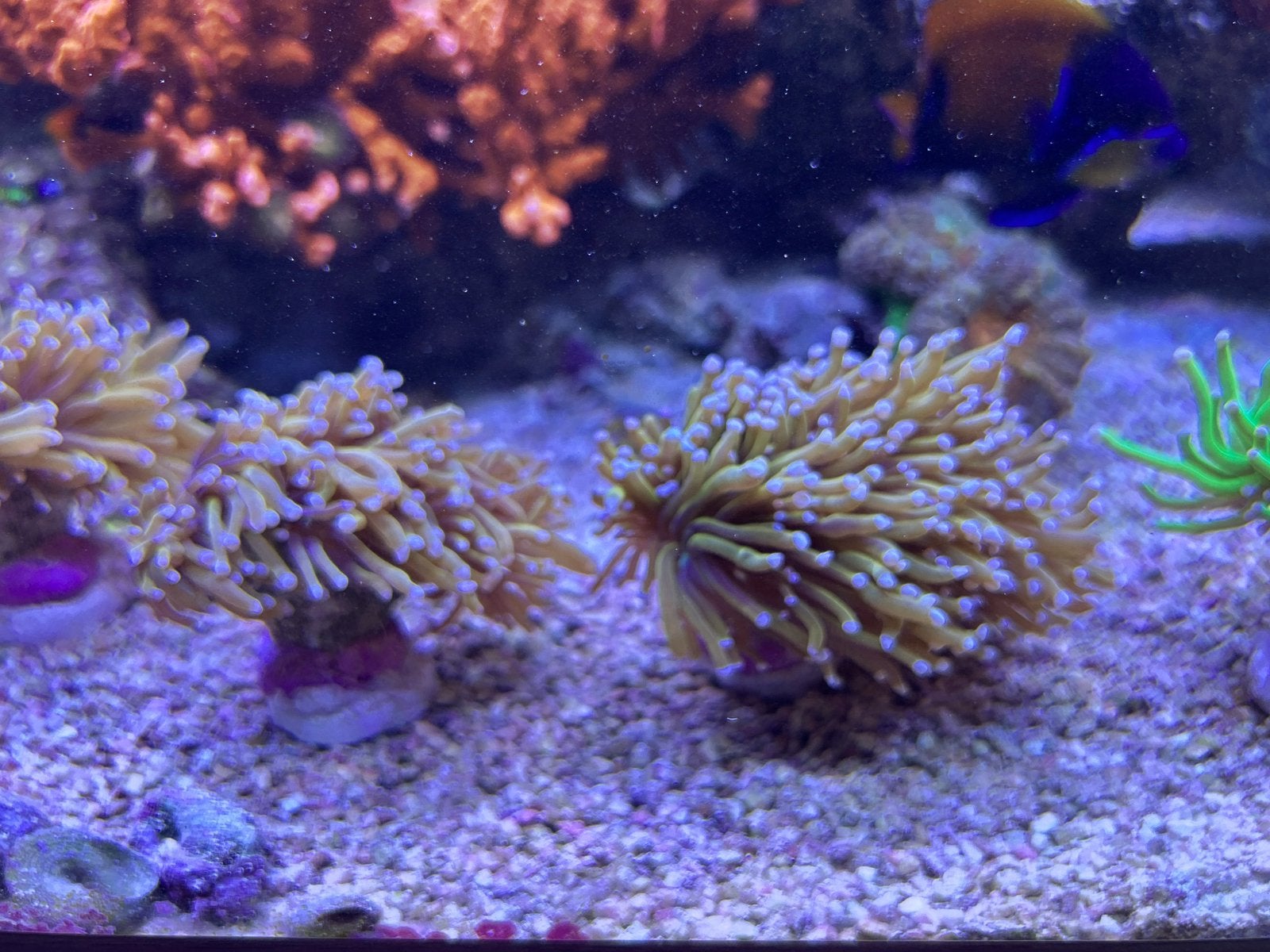 Lps/sps/zoa en oren koraal stekken zeeaquarium, Dieren en Toebehoren