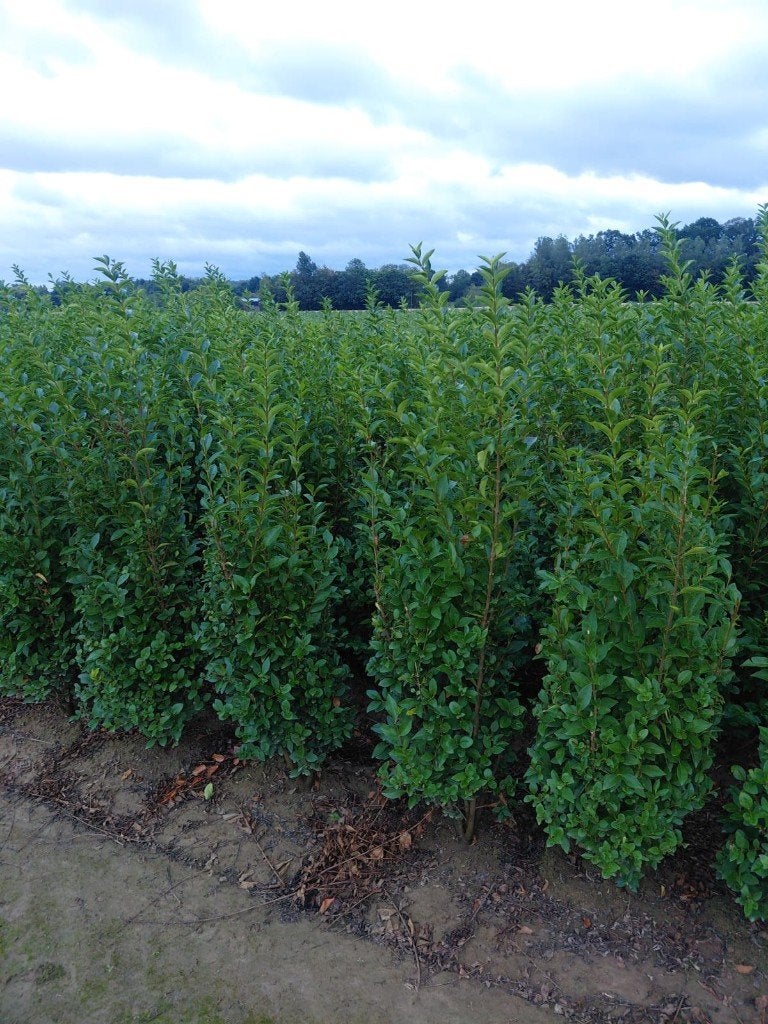 Ligustrum Ovalifolium, Enlèvement