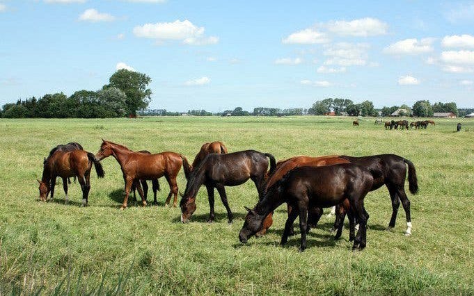 Uitzonderlijk mooie d-pony, Animaux & Accessoires, Poneys, L, Poney D (1.37 m à 1.48m), Poney de saut, Avec pedigree