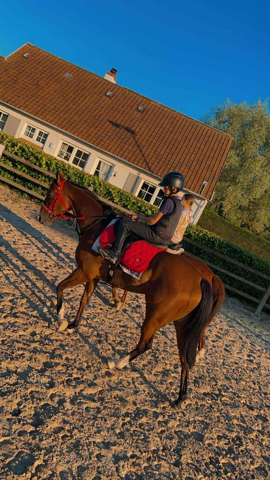 Prachtig rijpaard te koop!, Débourré, 160 à 165 cm, Cheval de récréation, Jument