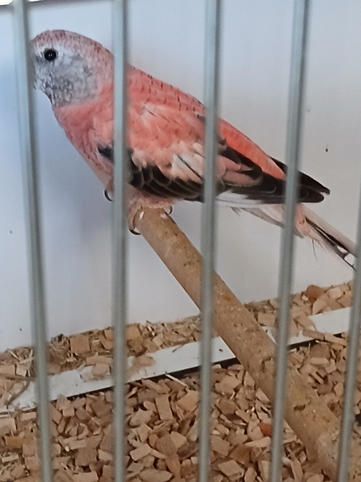 bourke, Dieren en Toebehoren, Vrouwelijk, Parkiet, Geringd