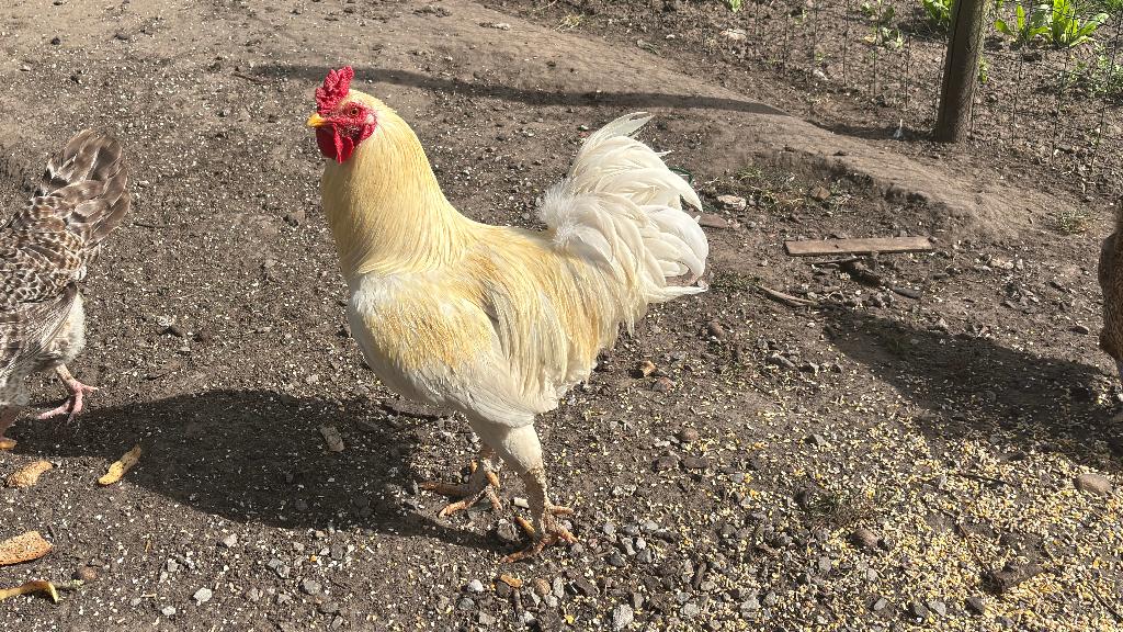 Haan, Animaux & Accessoires, Mâle, Poule ou poulet