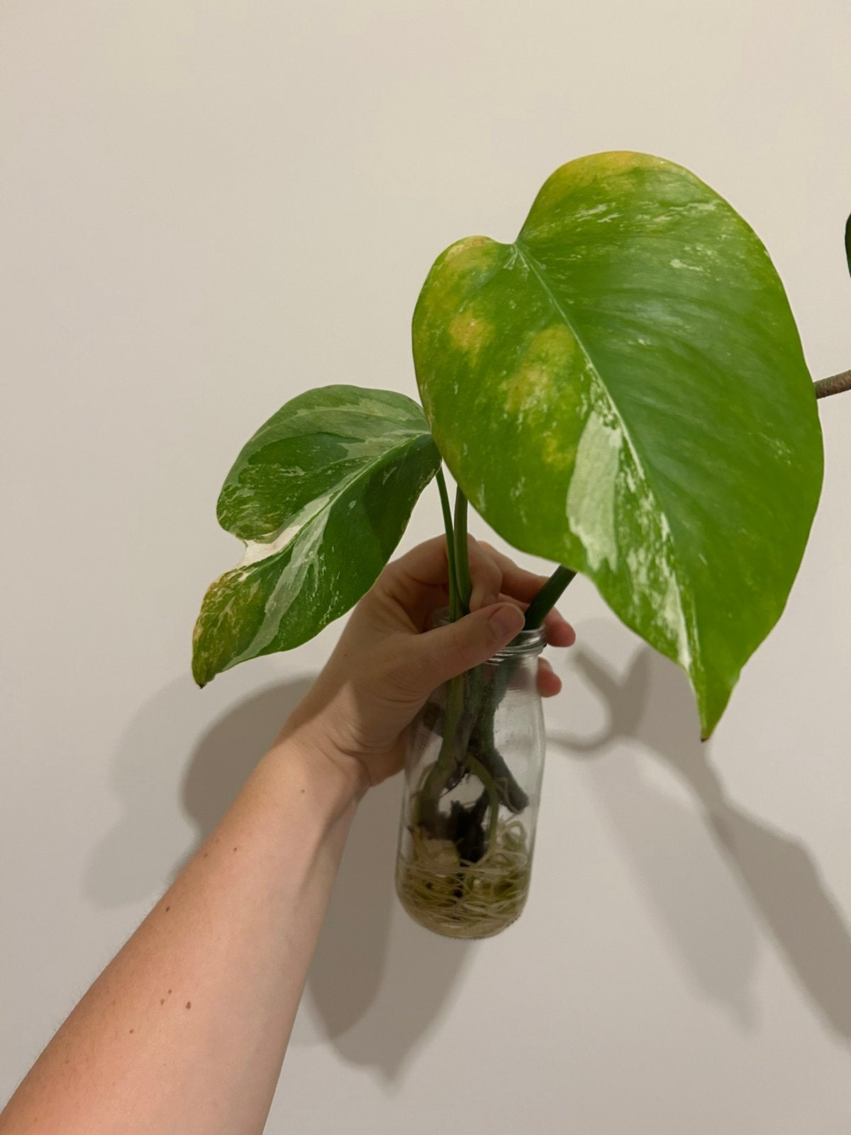 Monstera deliciosa albo 7, Maison & Meubles, Enlèvement ou Envoi