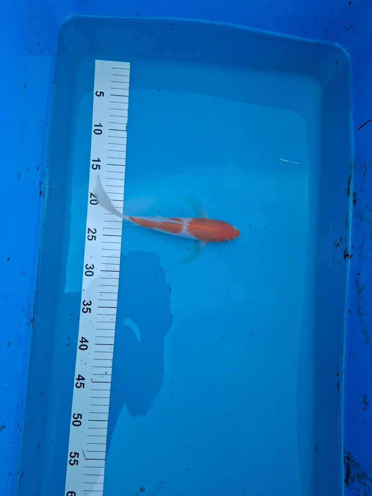 japanse koi kohaku butterfly, Karper of Koi