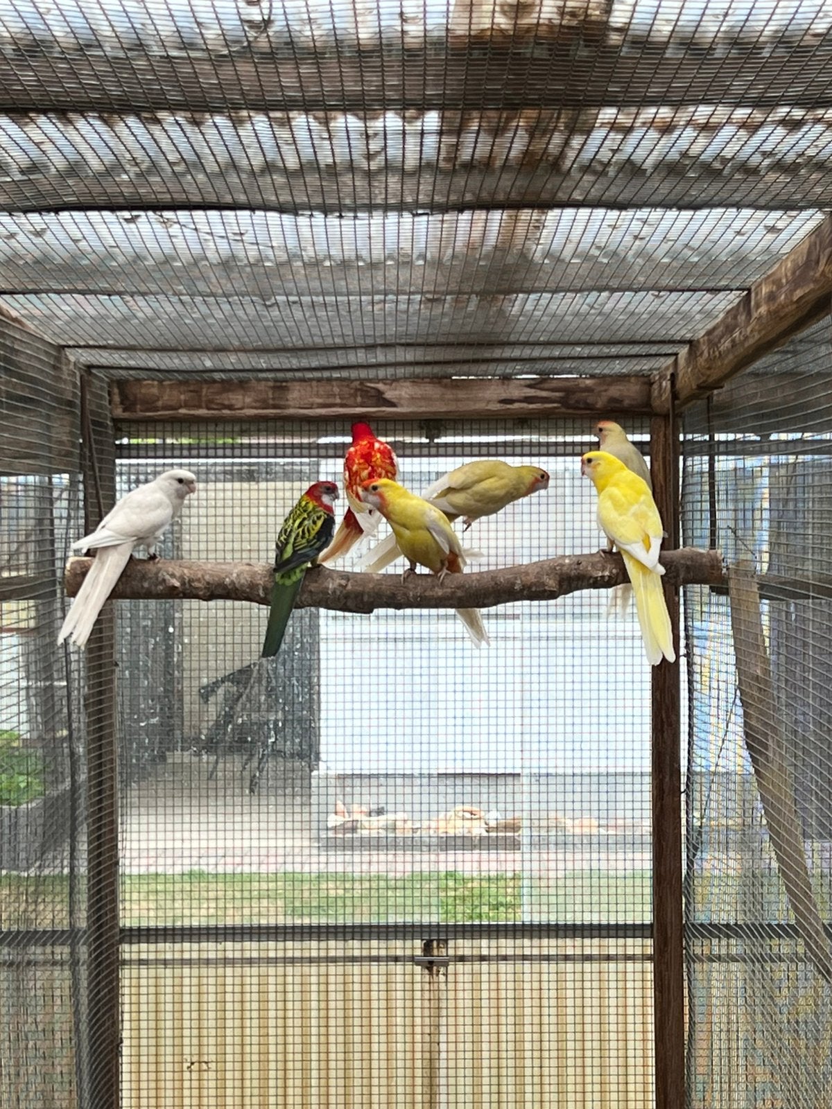 Onverwante koppels Pennant Rosella Parkieten 2026, Animaux & Accessoires, Plusieurs animaux, Perruche, Bagué