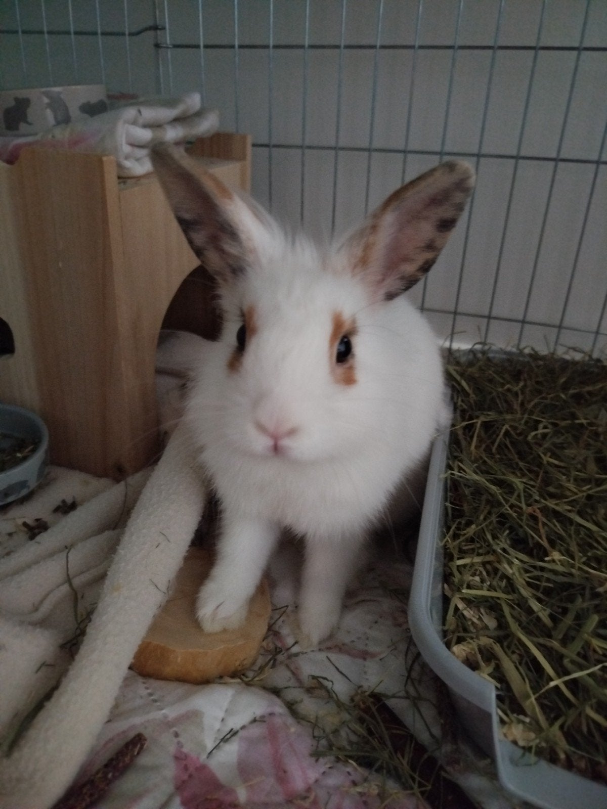 Lapine de 4 mois, Animaux & Accessoires, Rongeurs, Février, Domestique, Autres types, Femelle