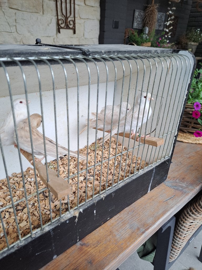 Kanaries, Meerdere dieren, Kleurkanarie