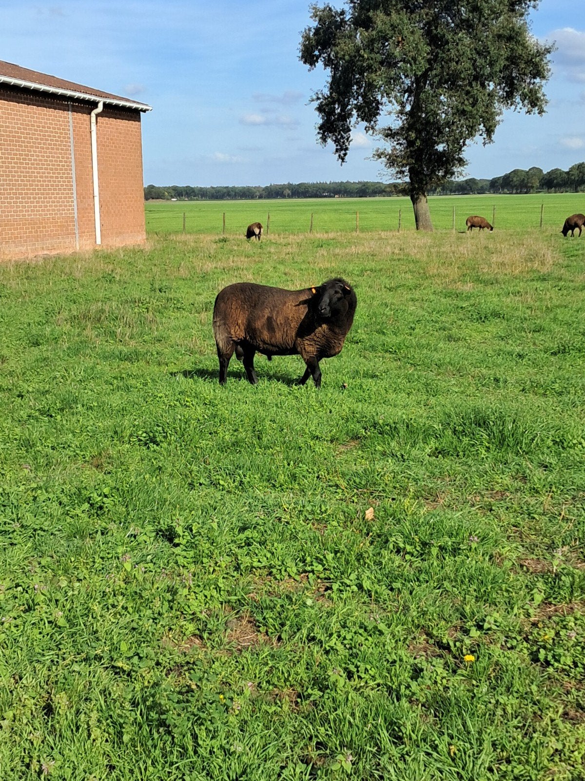 Zwarte ram (schaap), Dieren en Toebehoren, Mannelijk, Schaap, 3 tot 5 jaar