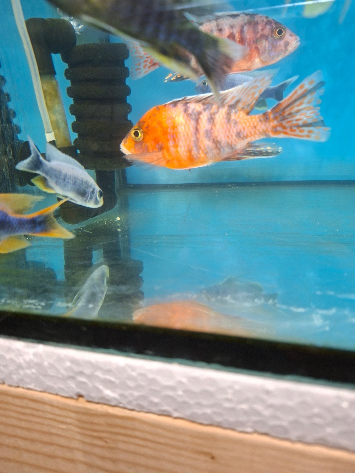 cichlides malawi aulonocara multicolors
