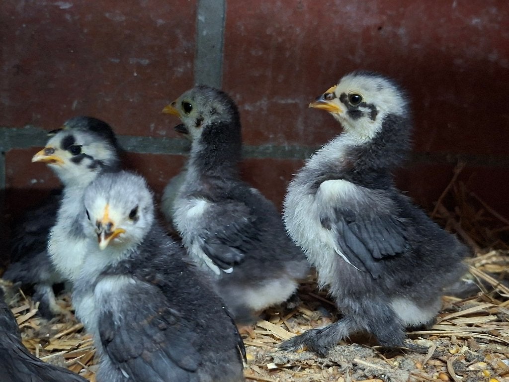 Cochin kriel + kuikens, Vrouwelijk, Kip