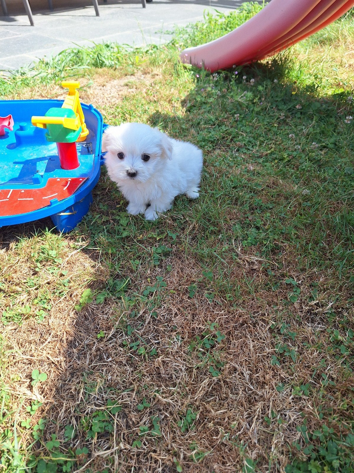 Maltezer pups, Belgique, Bichon maltais, Plusieurs, Hépatite contagieuse (maladie de Rubarth)